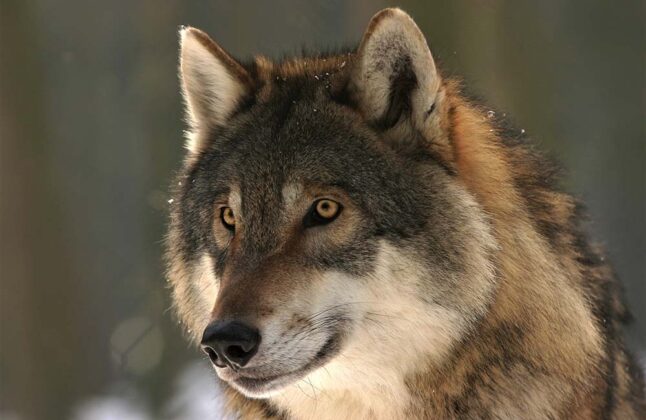 Aprobado el informe sexenal del lobo en España que confirma su ...