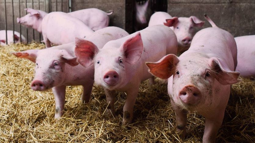 UK reports first human case of swine flu